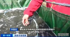 淡水鱼价格全线上涨！养殖户曾大批转行，“四大家鱼”产量大降