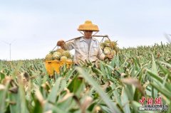 大数据赋能  徐闻菠萝产销实现精准对接