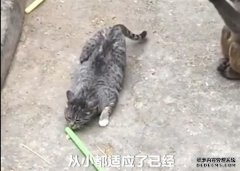 动物园回应小猫被丢进猴园遭追咬：从小放进去捉鼠、将放出来