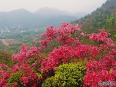 沿着高速看中国｜飞掠映山红，日子别样红——闽赣湘老区苏区高速公路纪行